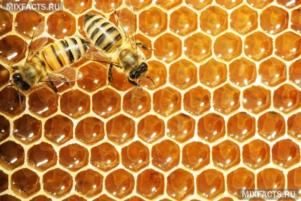 Что такое пчелиный забрус? 