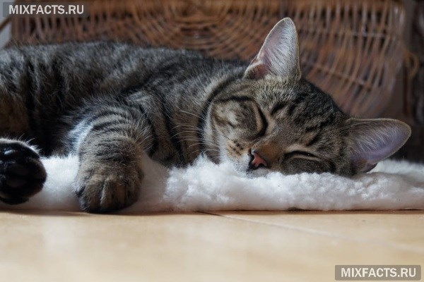 Домик для кошки – популярные модели и правила изготовления жилища своими руками 