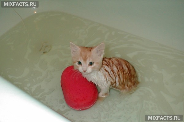 Как купать котенка – 5 правил водных процедур