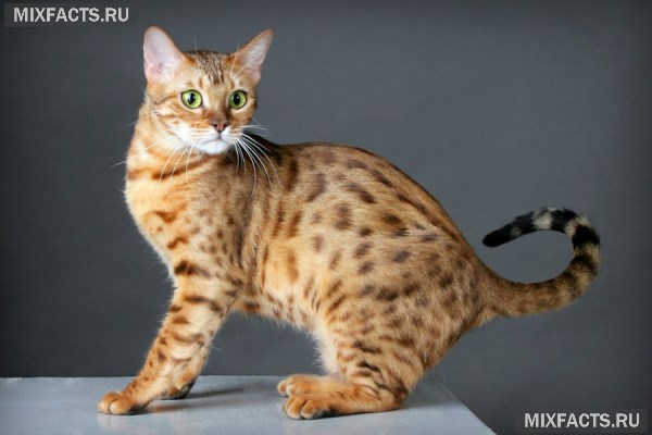 Бенгальская кошка – описание породы, характер, организация ухода  