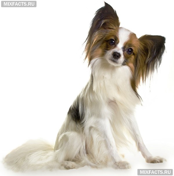 Папийон – описание породы собак с фото  