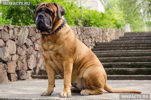 Самые большие породы собак в мире 