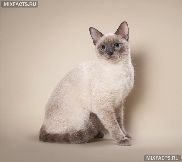 Тайская кошка – описание породы, характер, уход