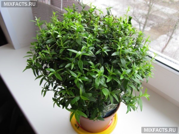 Мирт - уход в домашних условиях, полезные свойства комнатного растения 