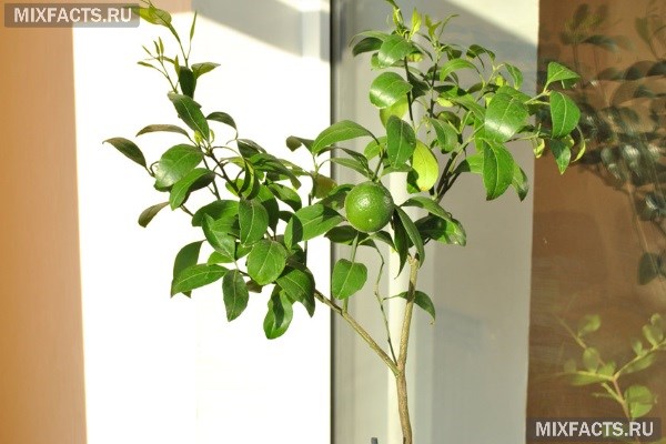 Уход за мандариновым деревом в домашних условиях и способы выращивания  