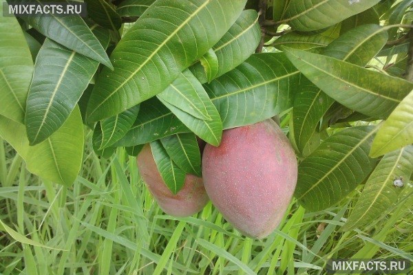 Как вырастить манго в домашних условиях?