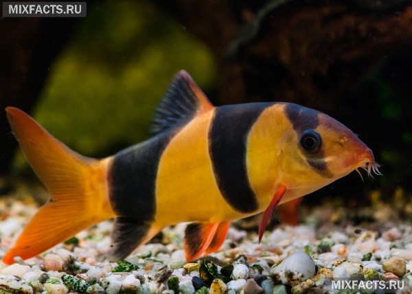 Виды аквариумных рыбок – название и совместимость  