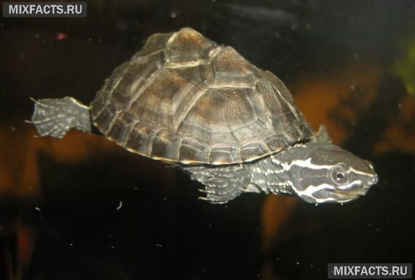 Домашние виды черепах - описание и названия с фото