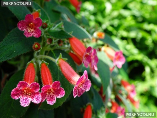 Неприхотливые цветущие комнатные растения - названия с фото 
