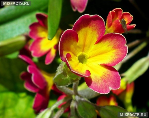 Неприхотливые цветущие комнатные растения - названия с фото 