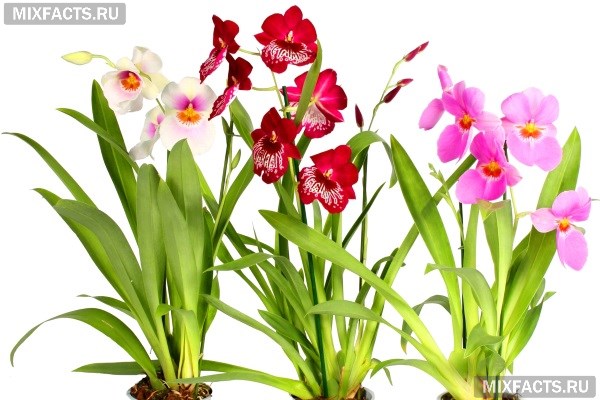 Виды орхидей с фото и названиями по листьям 