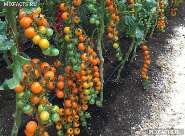 Сорта желтых томатов – описание с фото 