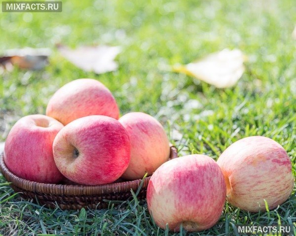 Зимние сорта яблок – описание с фото