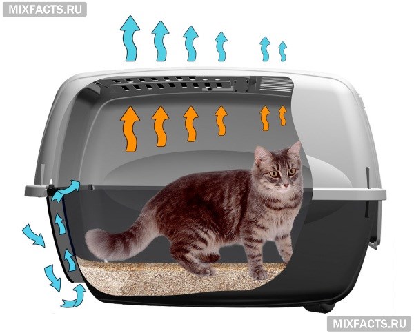 Биотуалет для кошек – виды и правила использования  