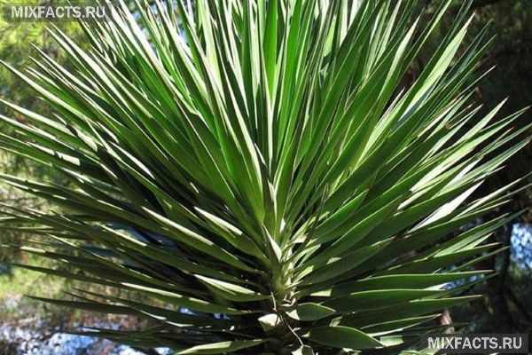 Уход за пальмой Юкка в домашних условиях, размножение, болезни и их лечение 