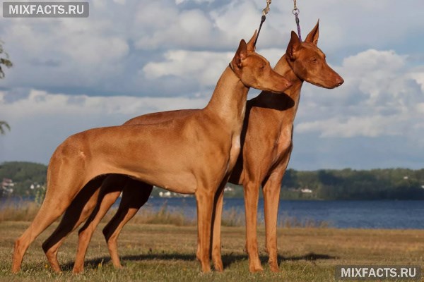 Породы лысых собак – название, описание, фото