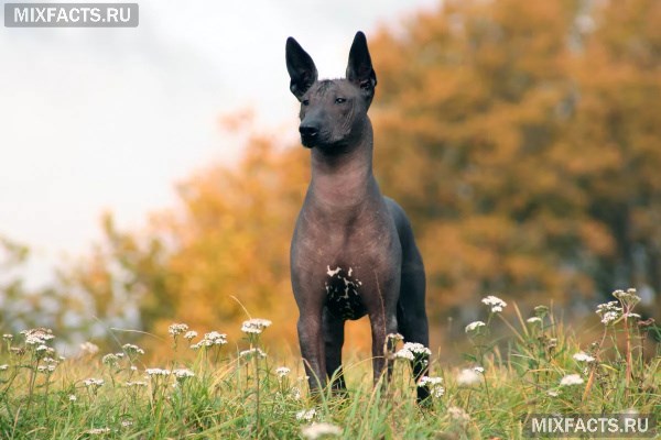 Породы лысых собак – название, описание, фото