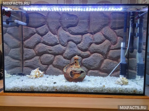 Как обустроить аквариум – лучшие варианты для черепах и рыбок 