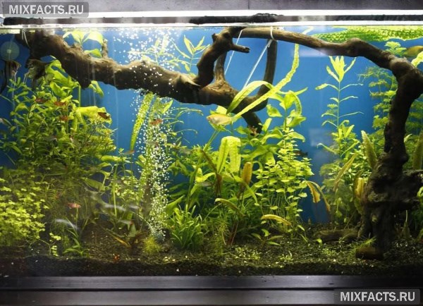 Как обустроить аквариум – лучшие варианты для черепах и рыбок 
