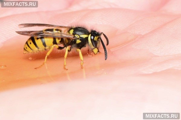 Народные средства от укусов ос, пчел, комаров и мух 