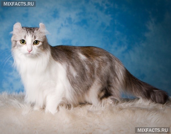 Породы пушистых кошек с фотографиями