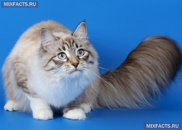 Породы пушистых кошек с фотографиями