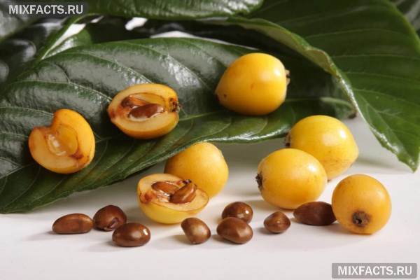 Мушмула – польза и вред фрукта, выращивание в домашних условиях