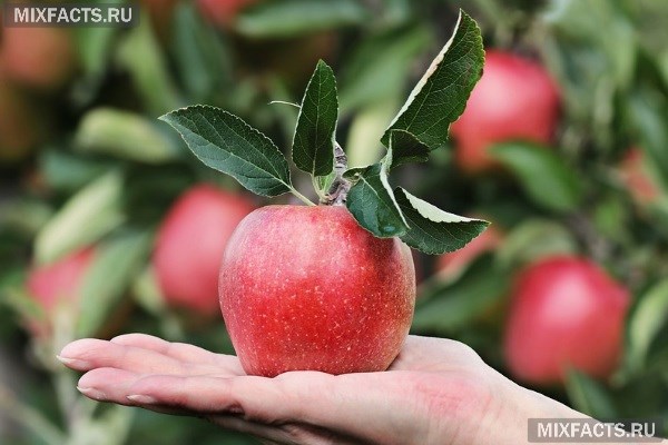 Можно ли есть яблоки на ночь при похудении? 