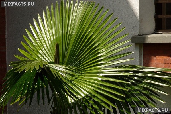 Пальма вашингтония – уход в домашних условиях, выращивание, болезни