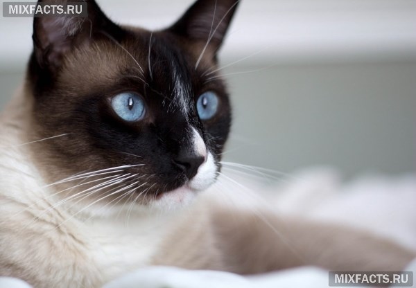 Кошка сноу-шу - описание породы с фото 