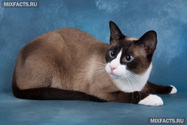 Кошка сноу-шу - описание породы с фото 
