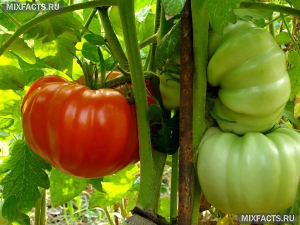 Лучшие сорта помидоров для теплицы – названия с фото  