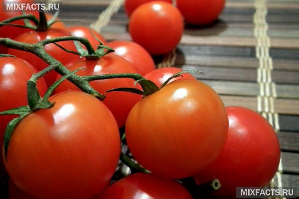Лучшие сорта помидоров для теплицы – названия с фото  