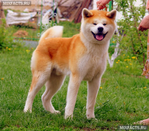 Японские породы собак ину – акита и сиба  