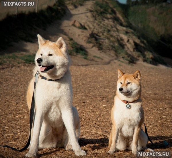 Японские породы собак ину – акита и сиба  