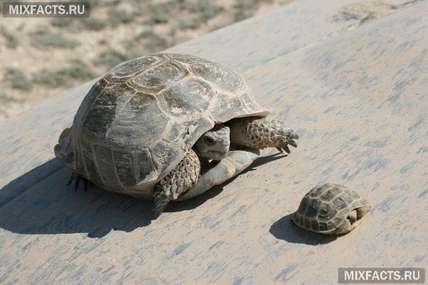 Как содержать среднеазиатских черепах в домашних условиях? 