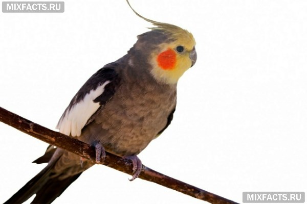 Как ухаживать за попугаем корелла – особенности содержания, выбор корма, размножение