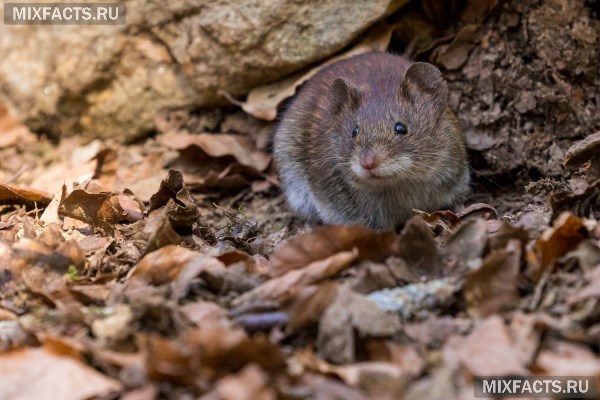 Лучшая приманка для крыс и мышей – верные способы уничтожения грызунов  