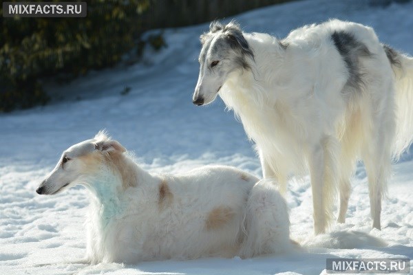 Собаки Тайган – особенности ухода и содержания породы
