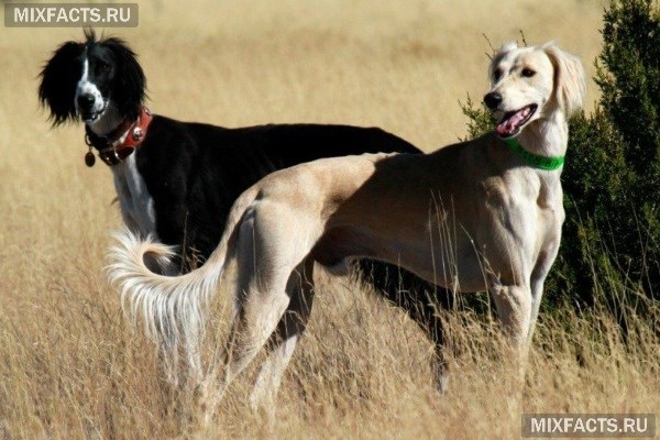 Собаки Тайган – особенности ухода и содержания породы