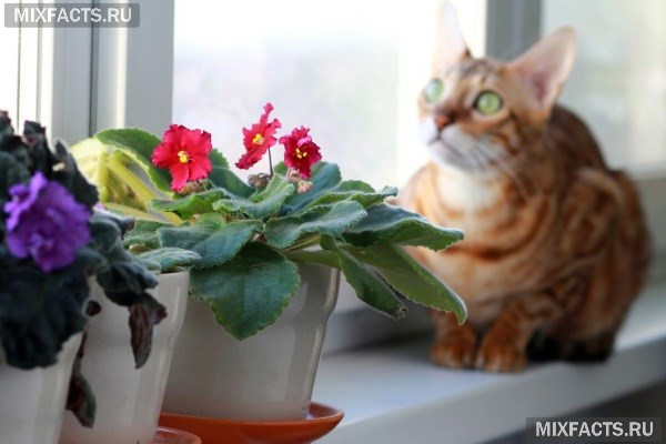 Комнатные растения безопасные для кошек и собак  