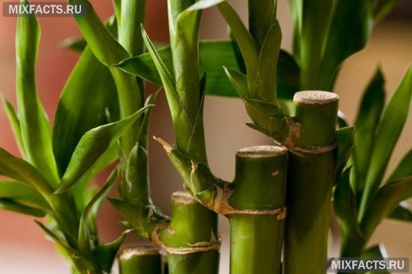 Как вырастить бамбук в домашних условиях?