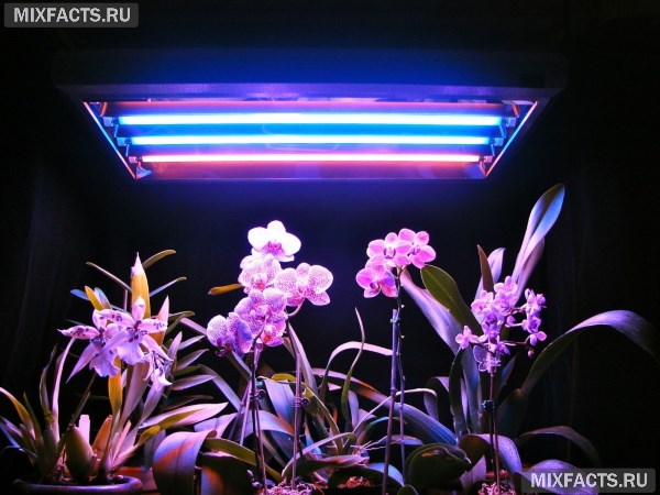 Выбираем лучшую лампу для подсветки растений  