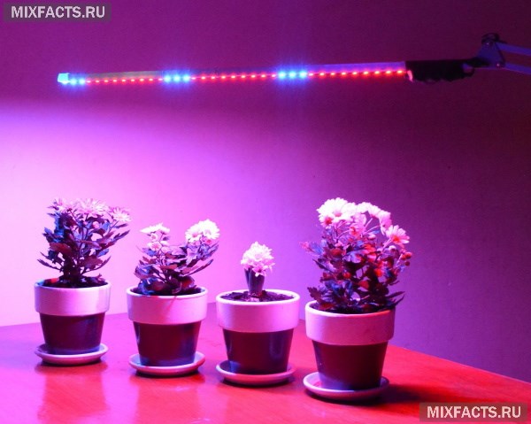 Выбираем лучшую лампу для подсветки растений  
