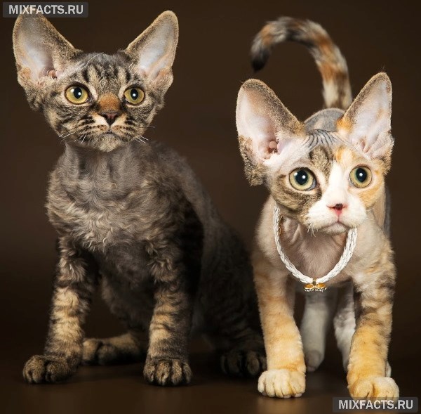 7 пород лысых кошек с фото  