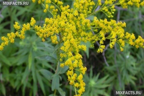Амброзия – когда цветет, полезные свойства, борьба с аллергией 