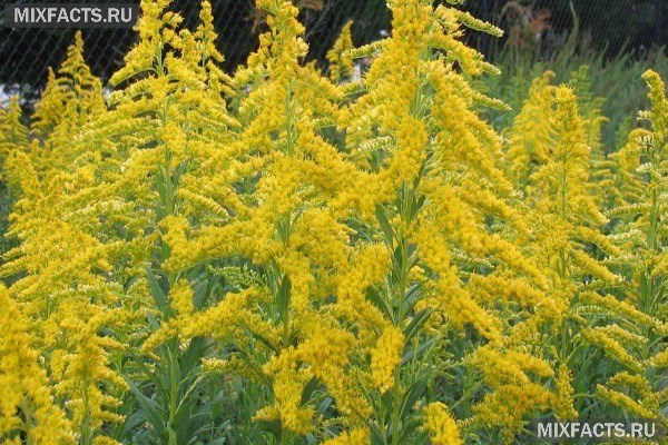 Амброзия – когда цветет, полезные свойства, борьба с аллергией 