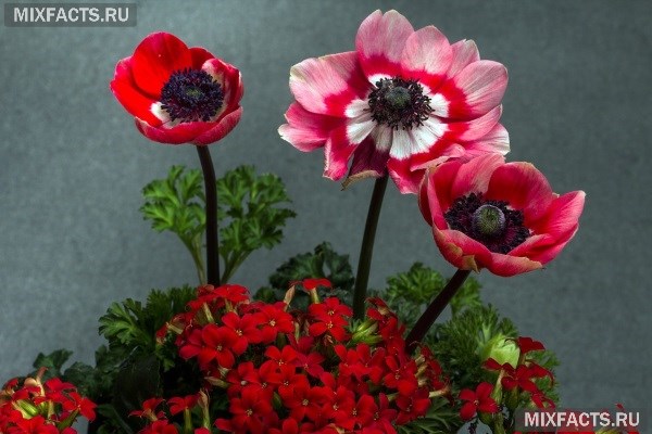 Комнатные цветы, цветущие круглый год – названия с фото