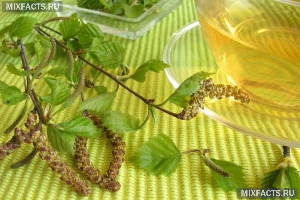 Лечение от кашля березовыми листьями thumbnail