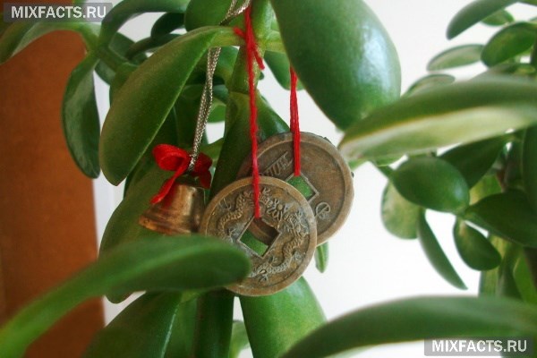 Как посадить денежное дерево по фен-шуй, чтобы в доме водились деньги  